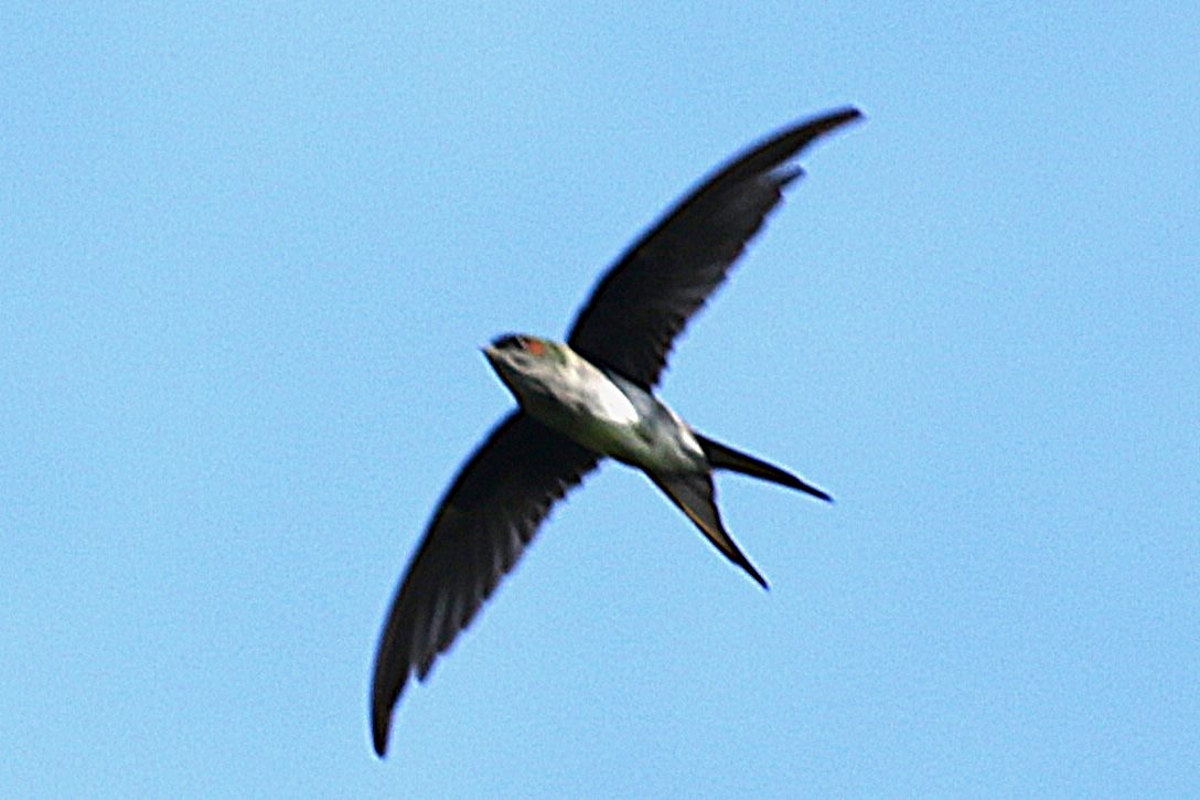 Gray-rumped Treeswift - ML623045175