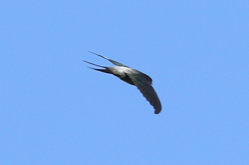 Gray-rumped Treeswift - ML623045182