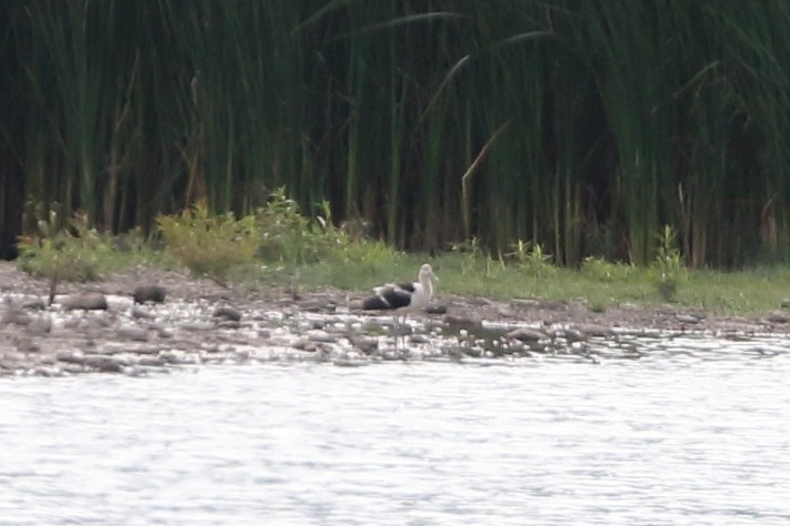 Avocette d'Amérique - ML623045217