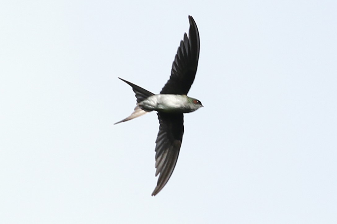 Gray-rumped Treeswift - ML623045225