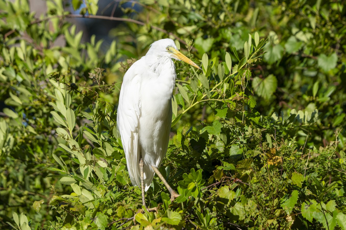 Great Egret - ML623045227