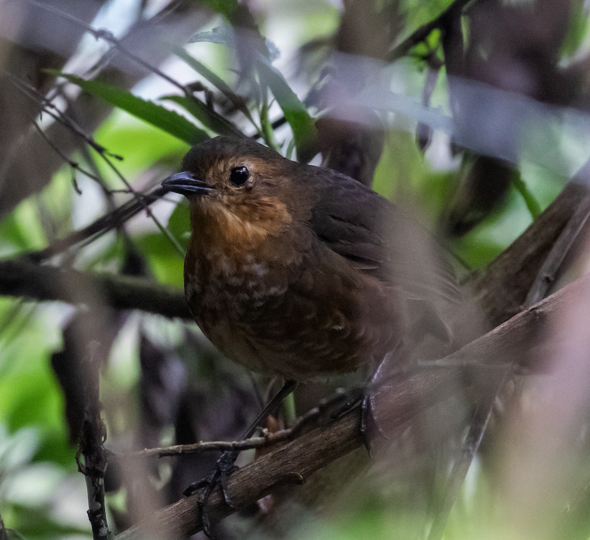 Atuen Antpitta - ML623045228