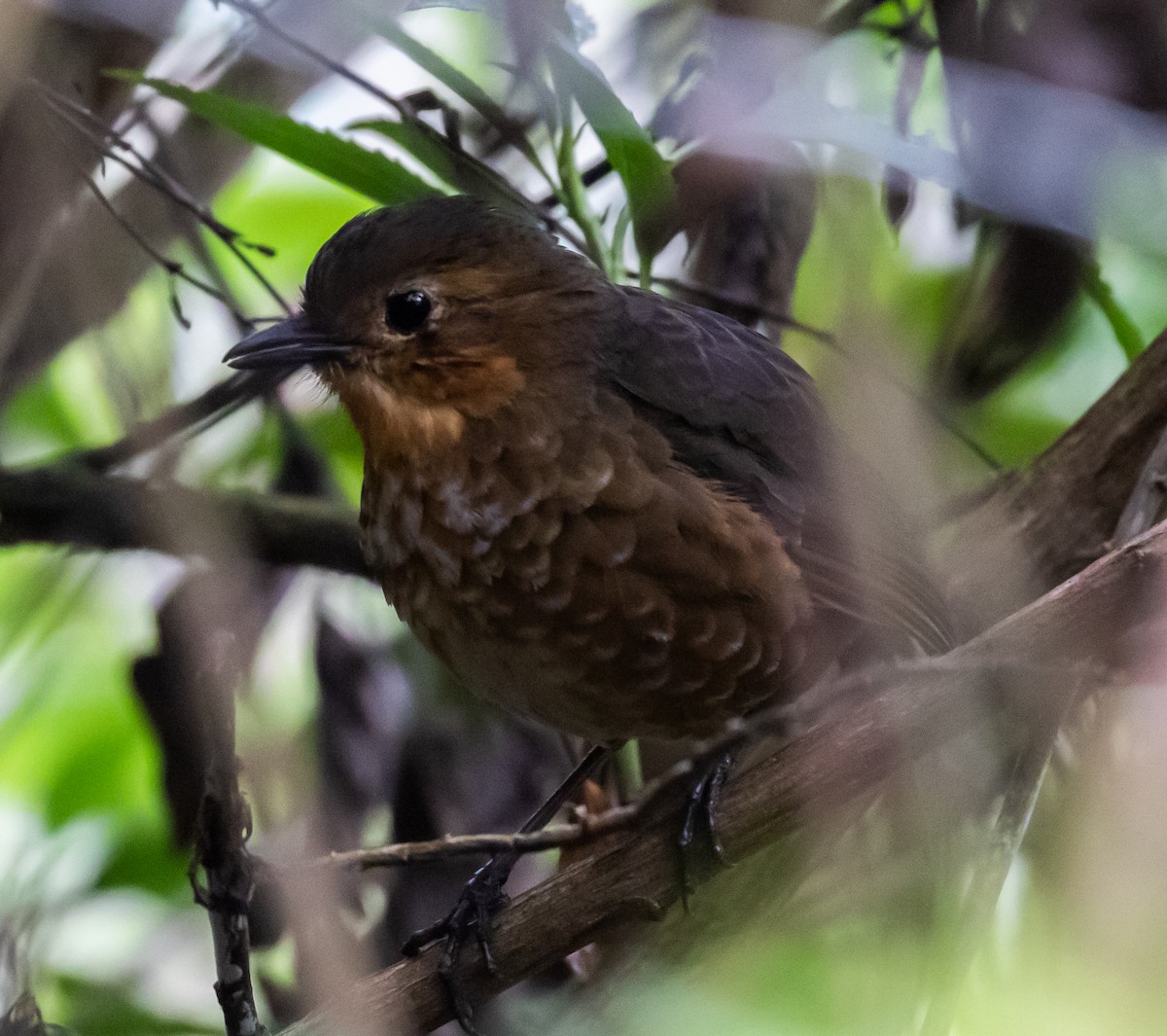 Atuen Antpitta - ML623045230