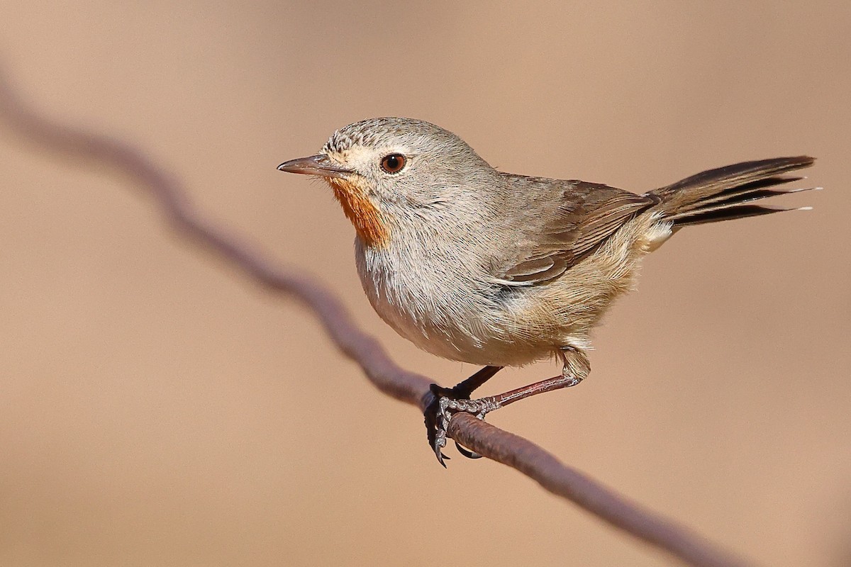 Redthroat - ML623045347