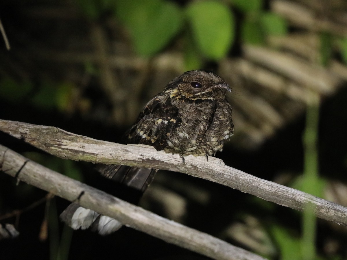 Sulawesi Nightjar - ML623045373