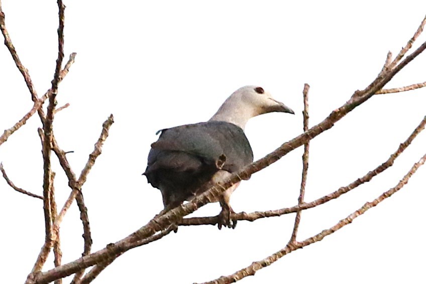 Enggano Imperial-Pigeon - ML623045374
