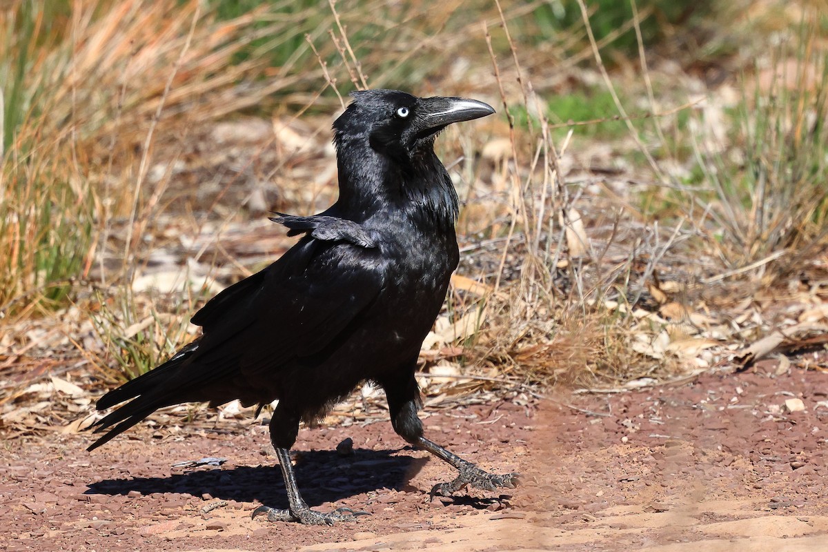 Australian Raven - ML623045376