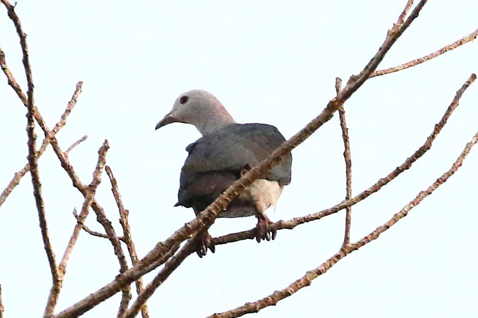 Enggano Imperial-Pigeon - ML623045377