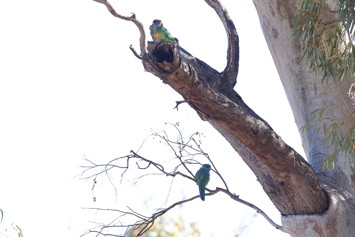 Australian Ringneck (Port Lincoln) - ML623045379