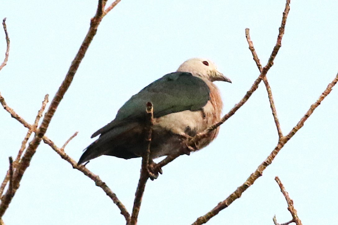 Enggano Imperial-Pigeon - ML623045382
