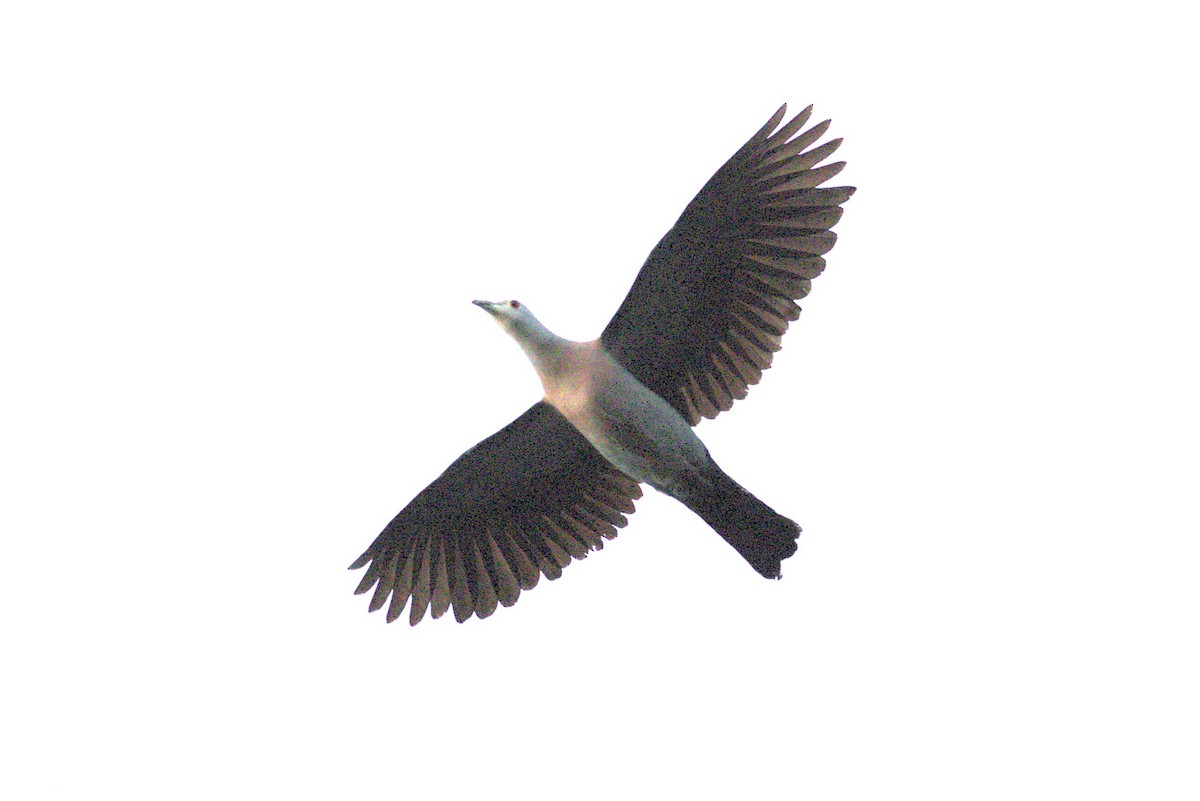 Enggano Imperial-Pigeon - ML623045403