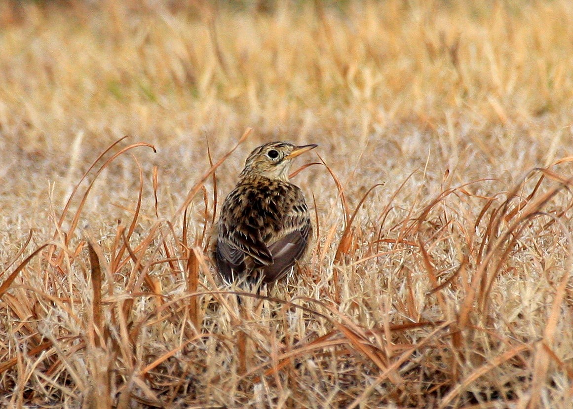 Sprague's Pipit - ML623045427