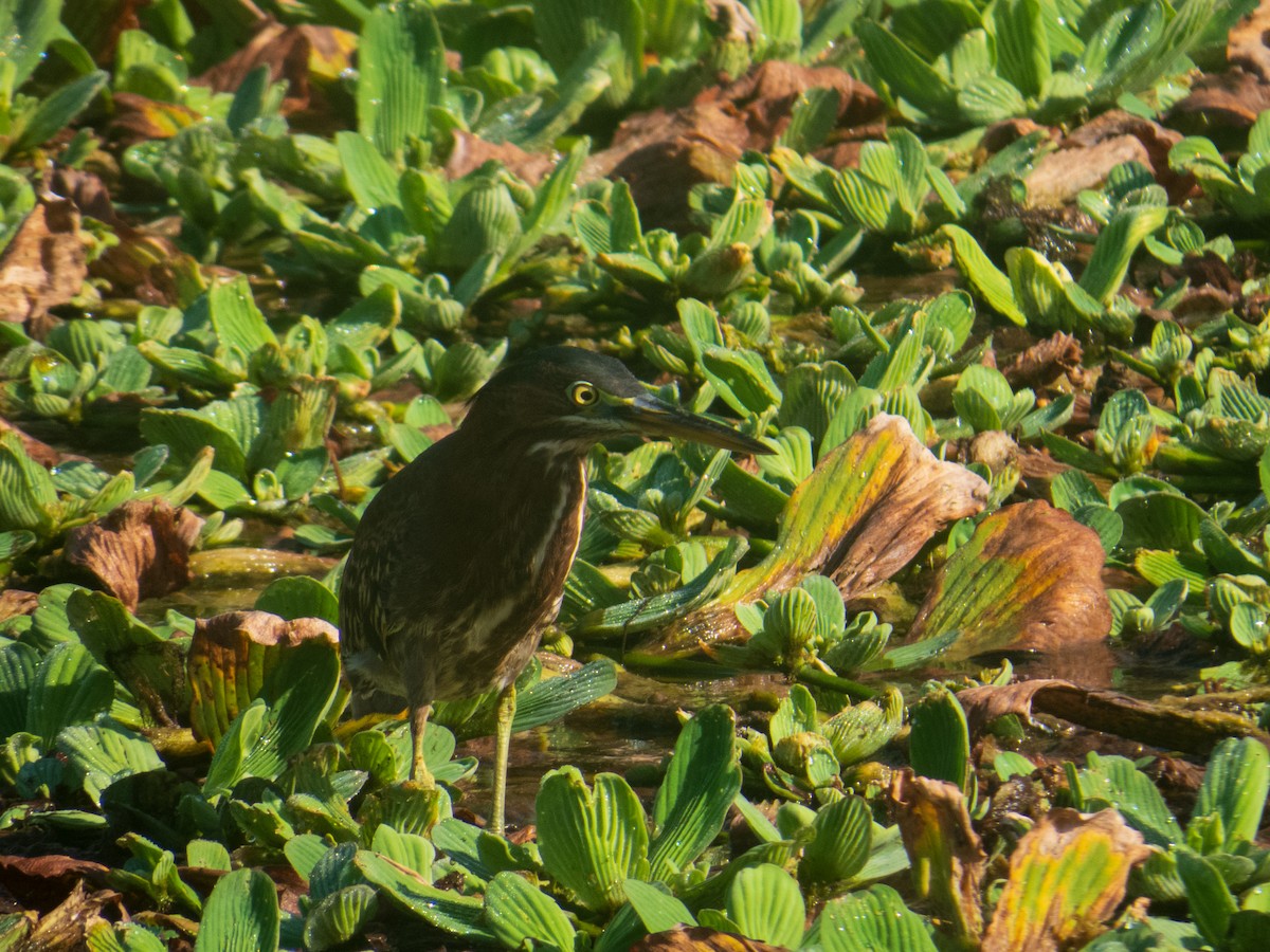 Green Heron - ML623045472