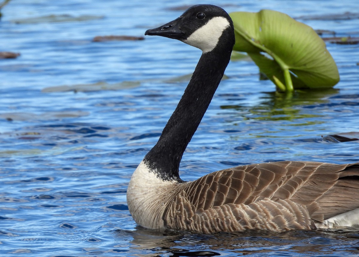 Canada Goose - ML623045559