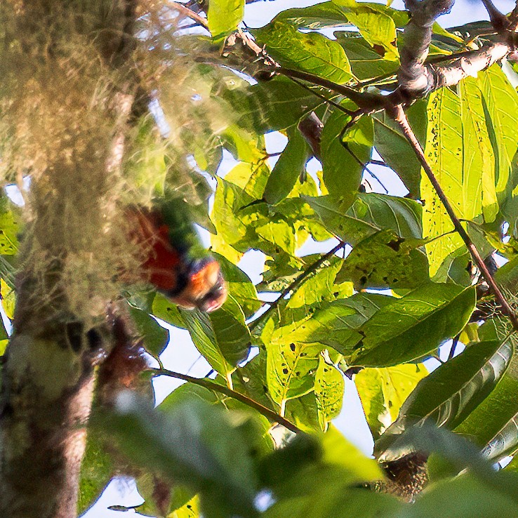 Red-breasted Pygmy-Parrot - ML623045654