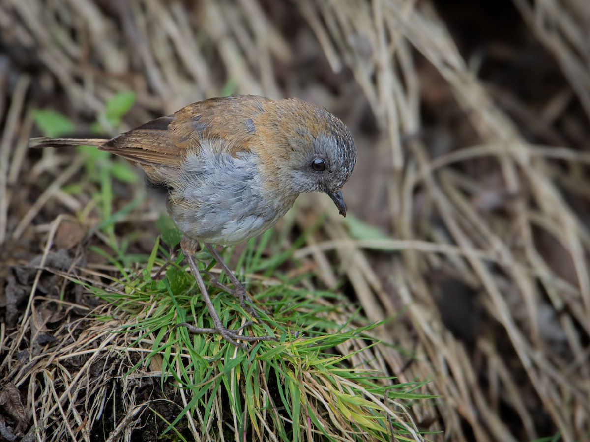 Black-billed Nightingale-Thrush - David Jimenez T.