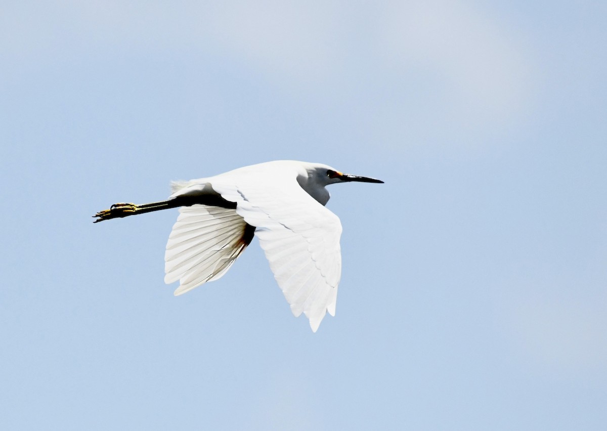 Snowy Egret - ML623045792