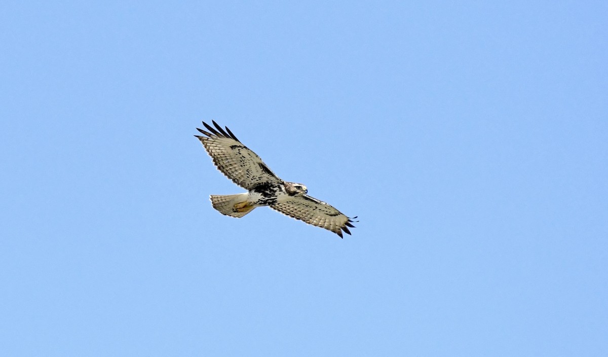 Red-tailed Hawk - ML623045831