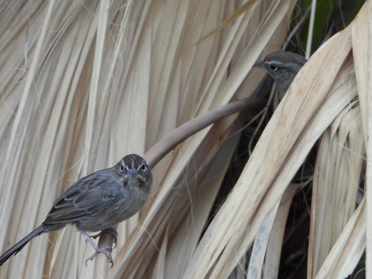 Rufous-crowned Sparrow - Chris Weber