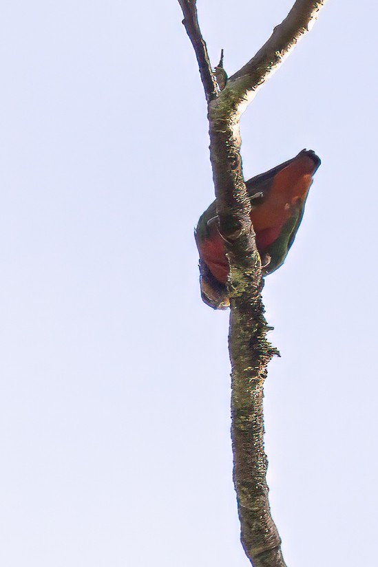 Red-breasted Pygmy-Parrot - ML623045837