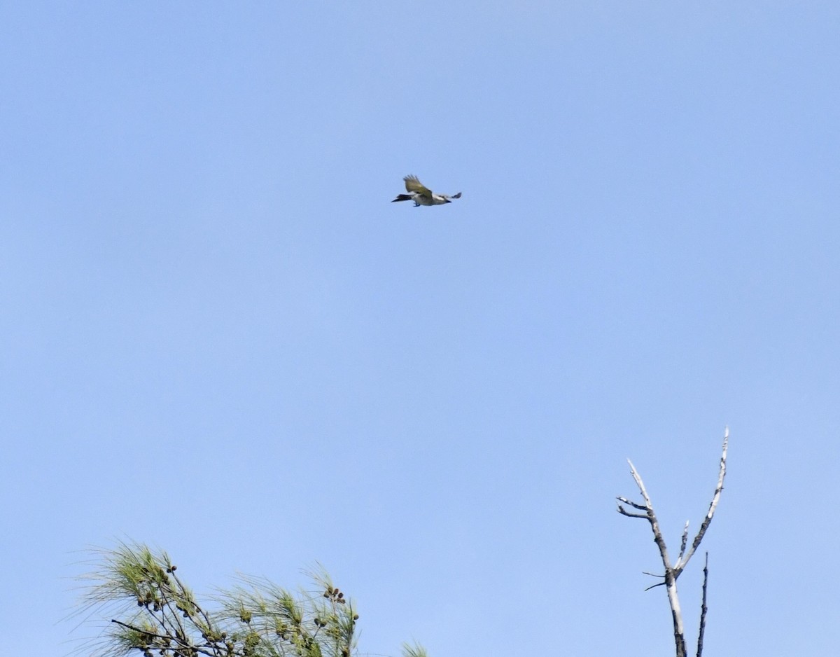 Gray Kingbird - ML623045841