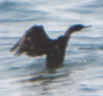 Pelagic Cormorant - ML623045860