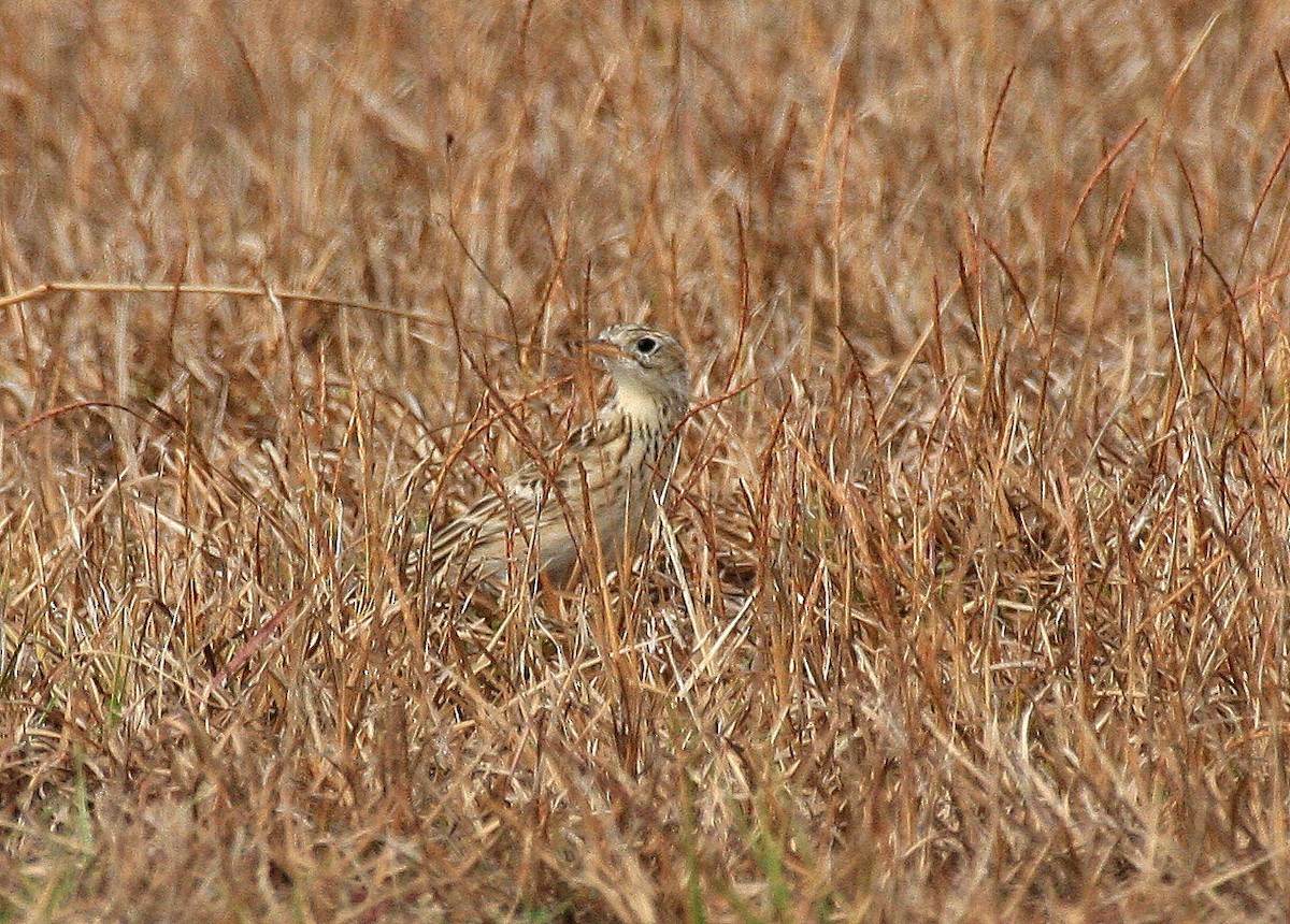 Sprague's Pipit - Pierre Howard