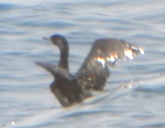 Pelagic Cormorant - ML623045880