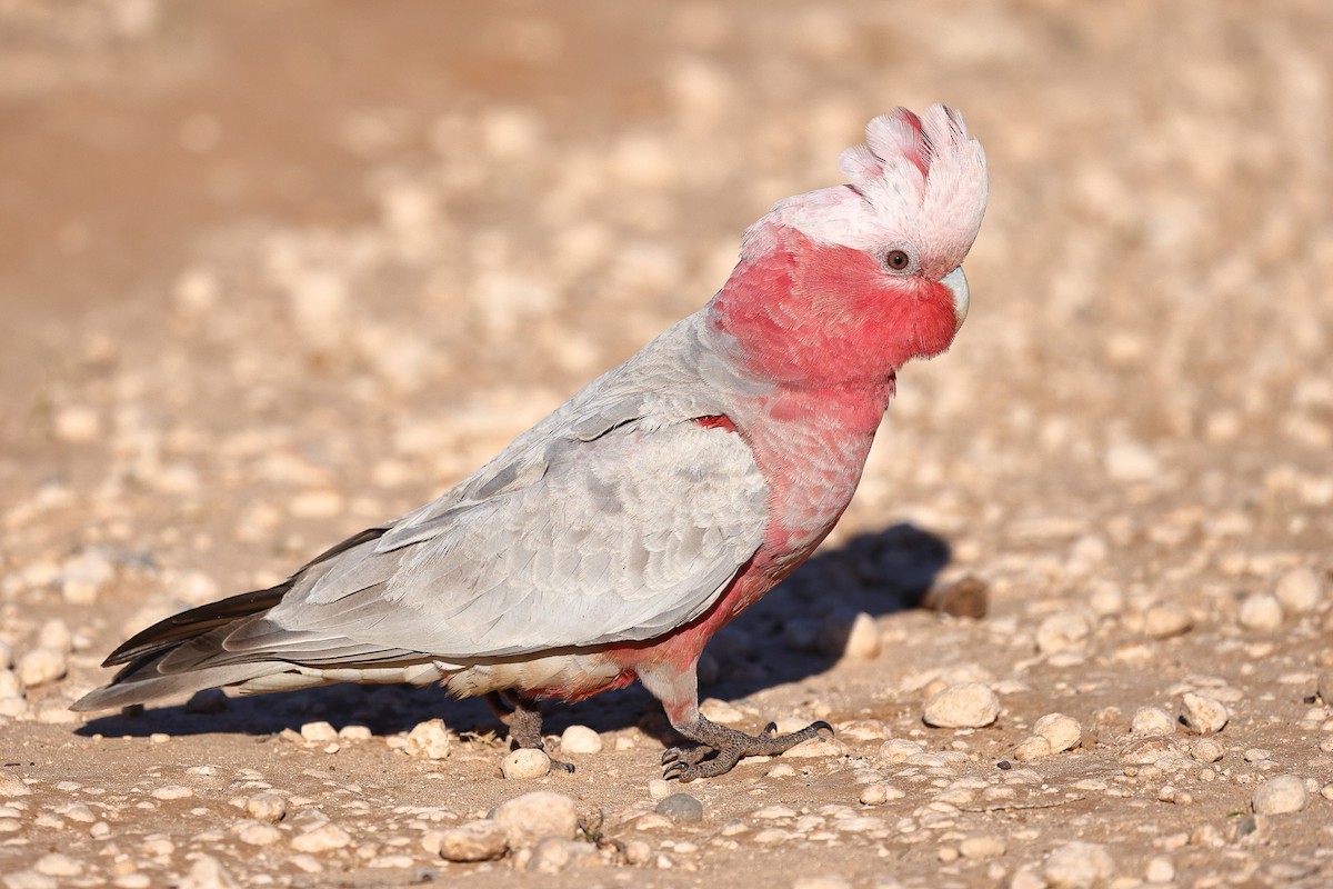 Galah - ML623045885