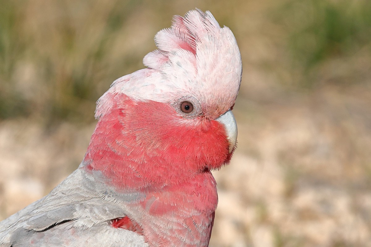 Galah - ML623045888