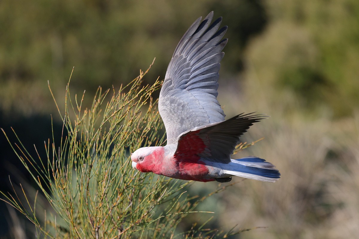 Galah - ML623045889