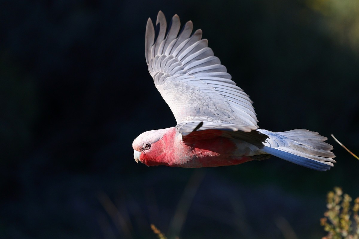Galah - ML623045892