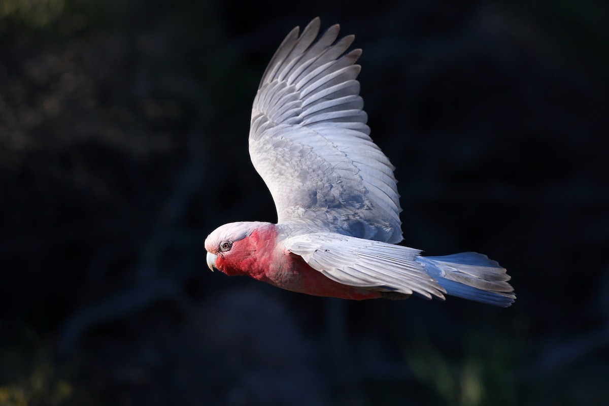 Galah - ML623045893