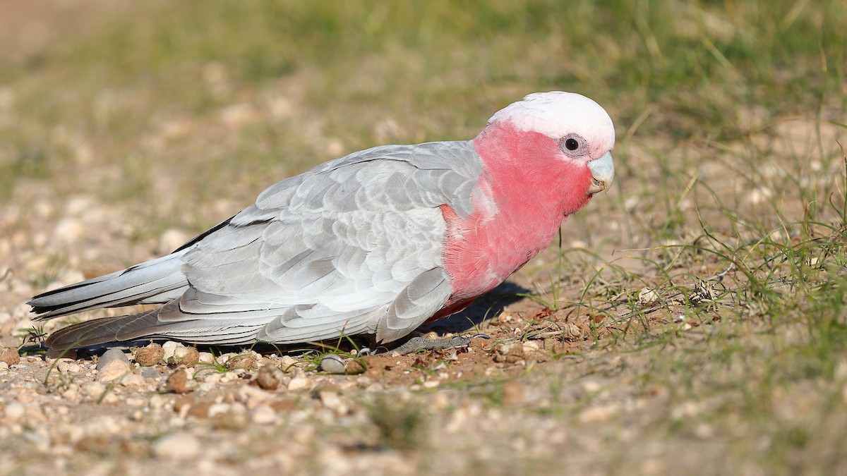 Galah - ML623045894