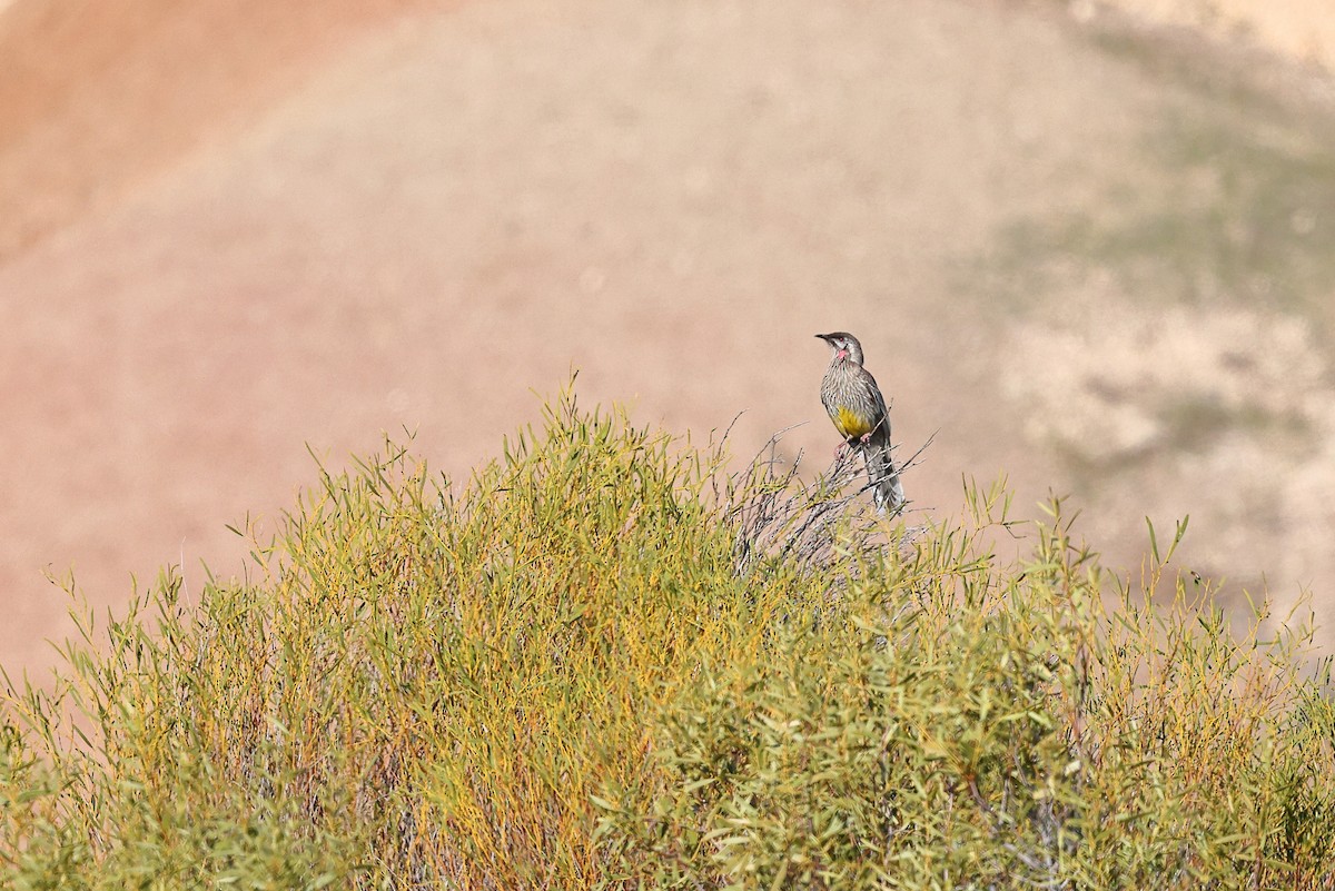Red Wattlebird - ML623045923