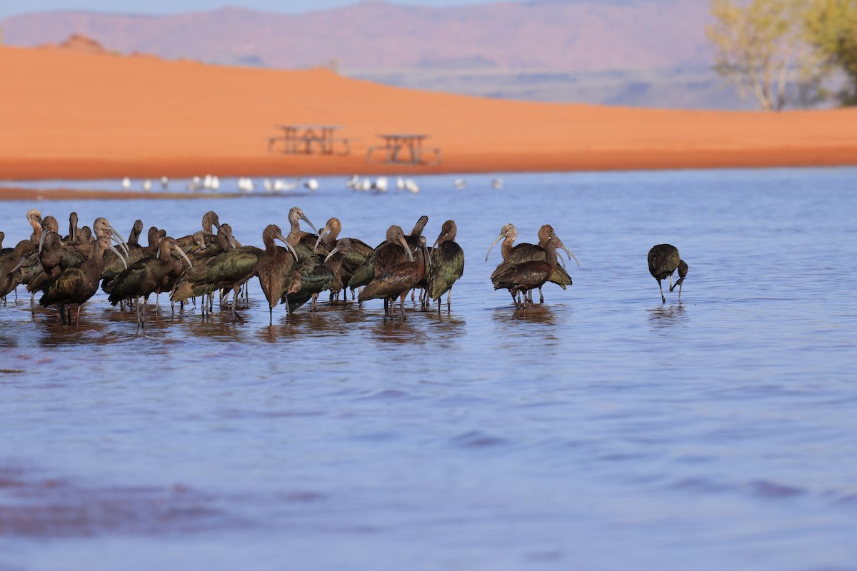 White-faced Ibis - ML623045970