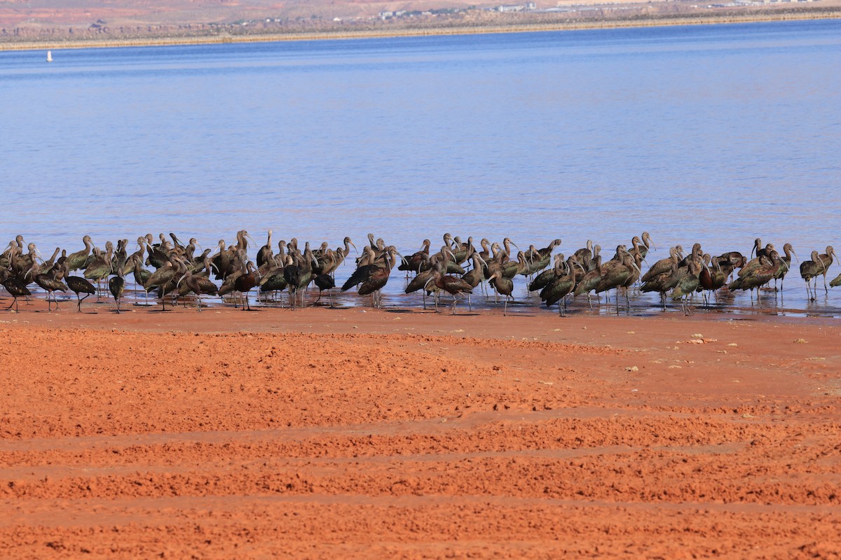 White-faced Ibis - ML623045971