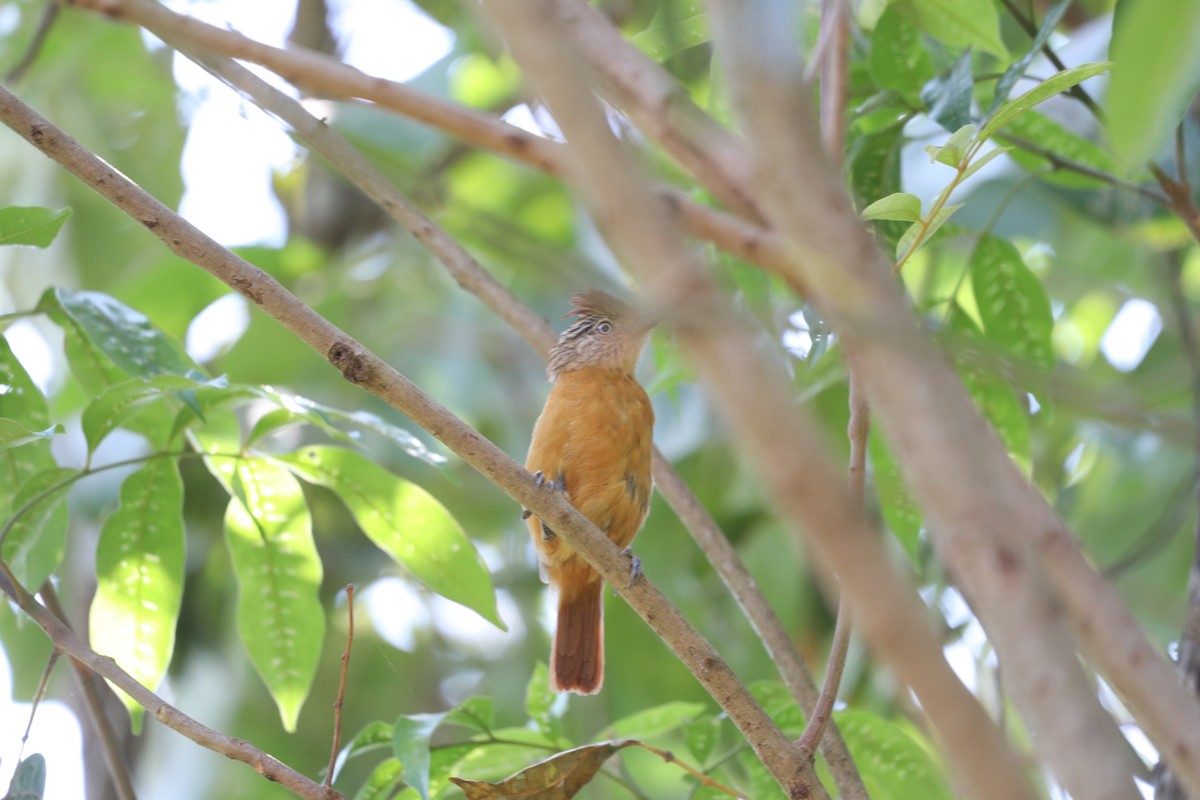 Barred Antshrike (Barred) - Márcio Alves Cardoso