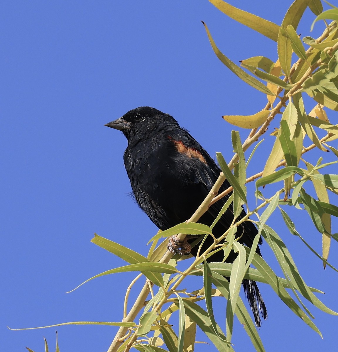 Red-winged Blackbird - ML623046032