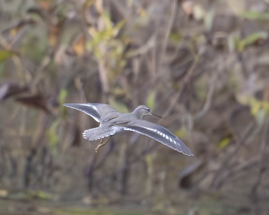 Spotted Sandpiper - ML623046043