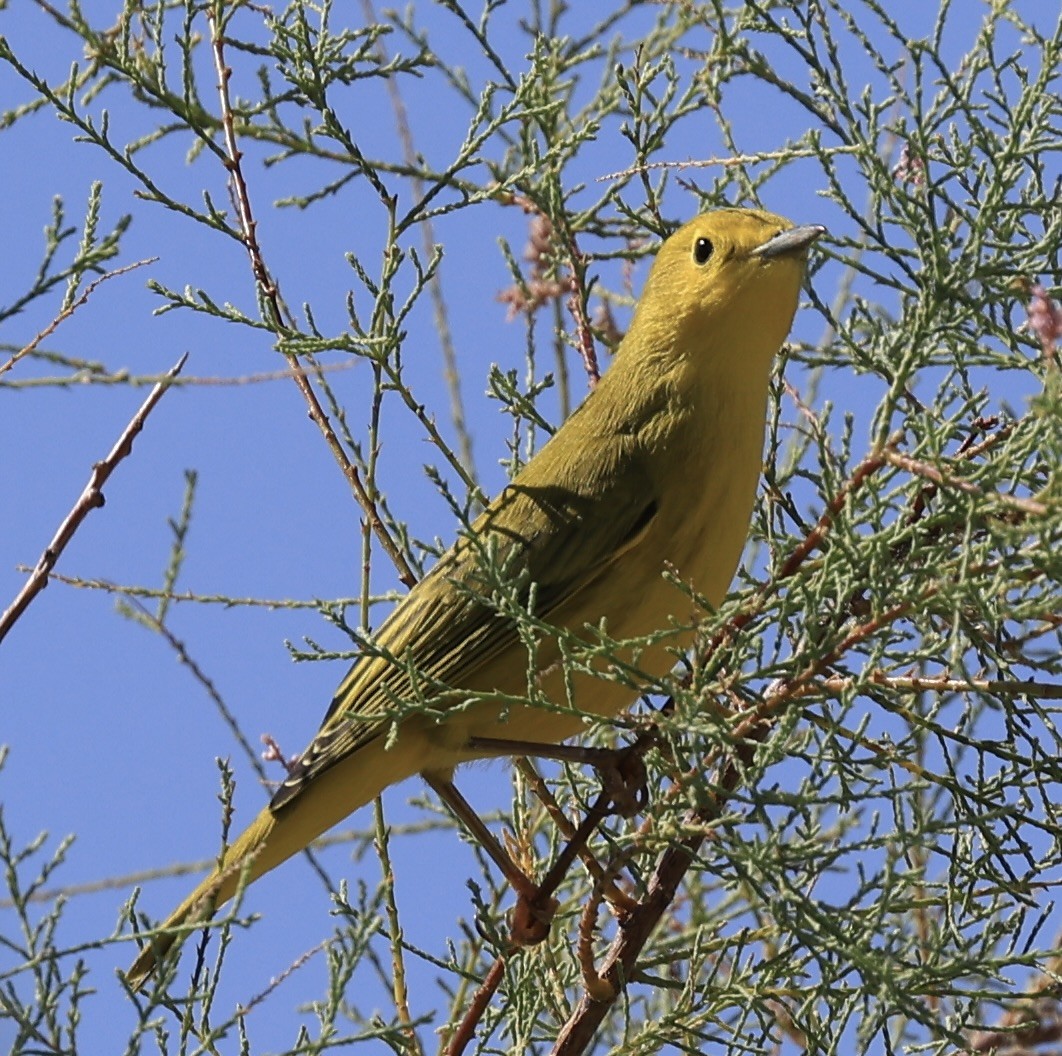 Yellow Warbler - ML623046053