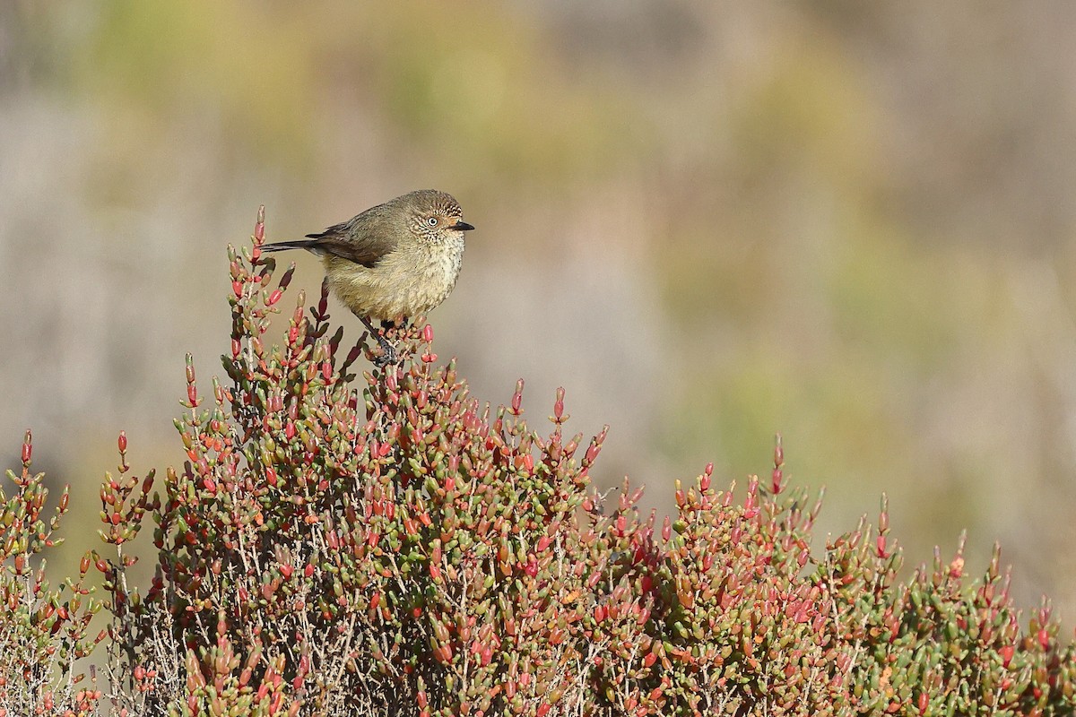 Slender-billed Thornbill - Sam Zhang