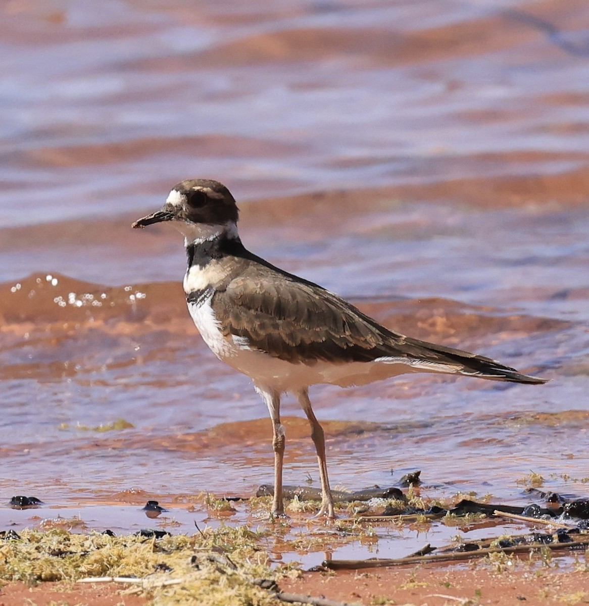 Killdeer - ML623046077