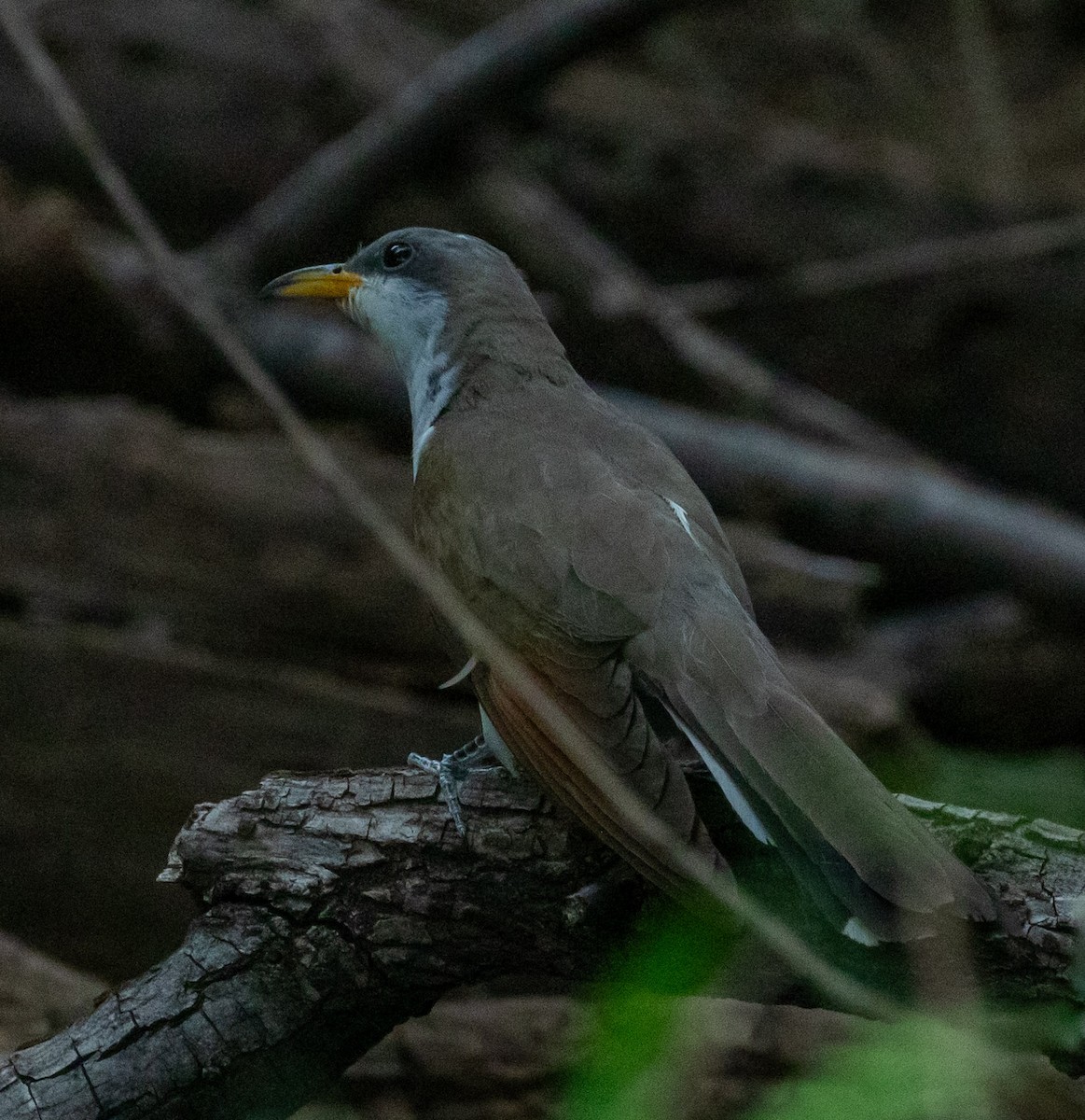 Yellow-billed Cuckoo - ML623046131