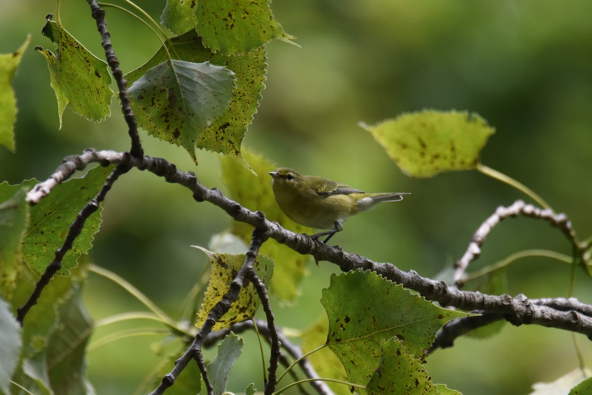 Tennessee Warbler - ML623046209