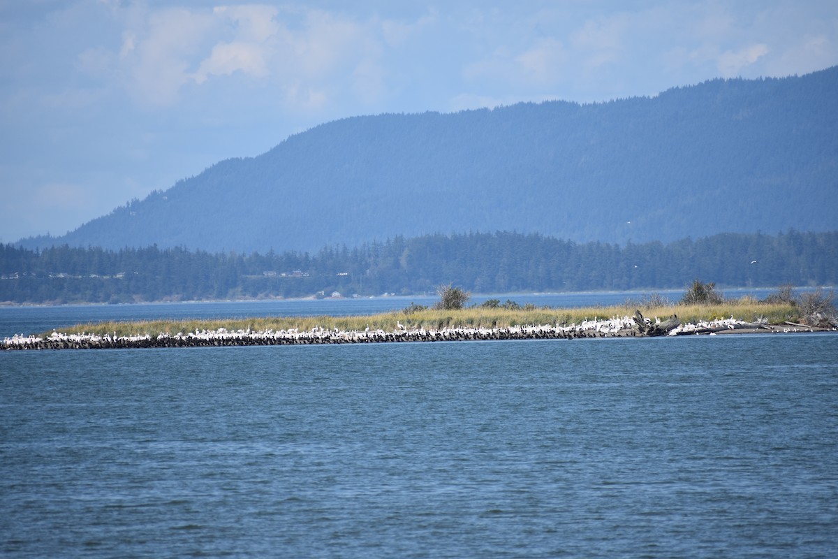 American White Pelican - ML623046212