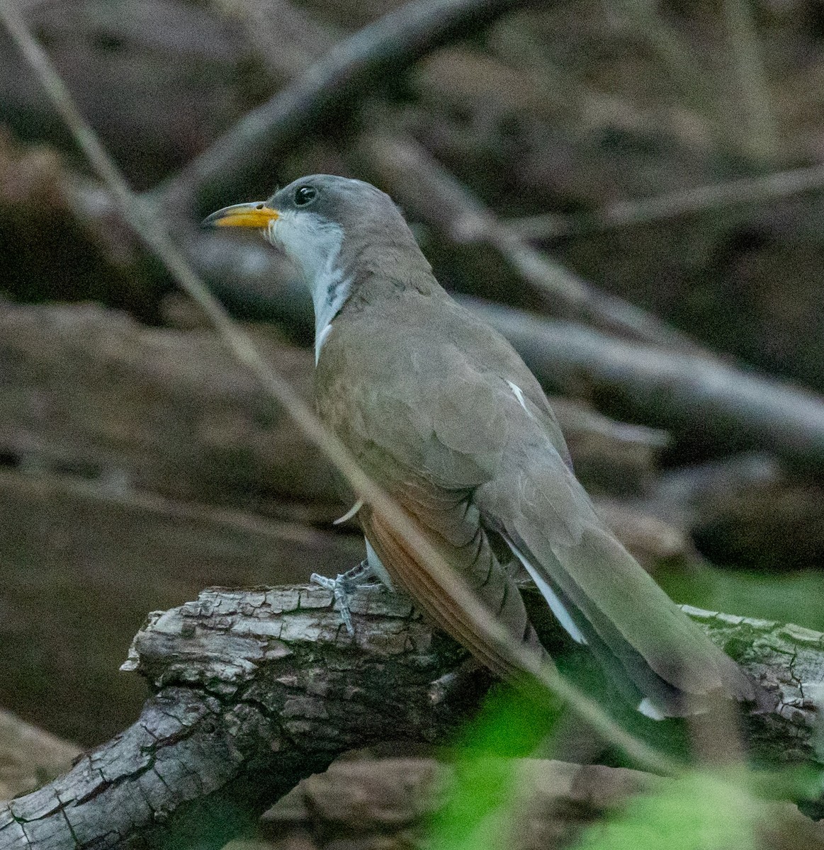 Yellow-billed Cuckoo - ML623046246