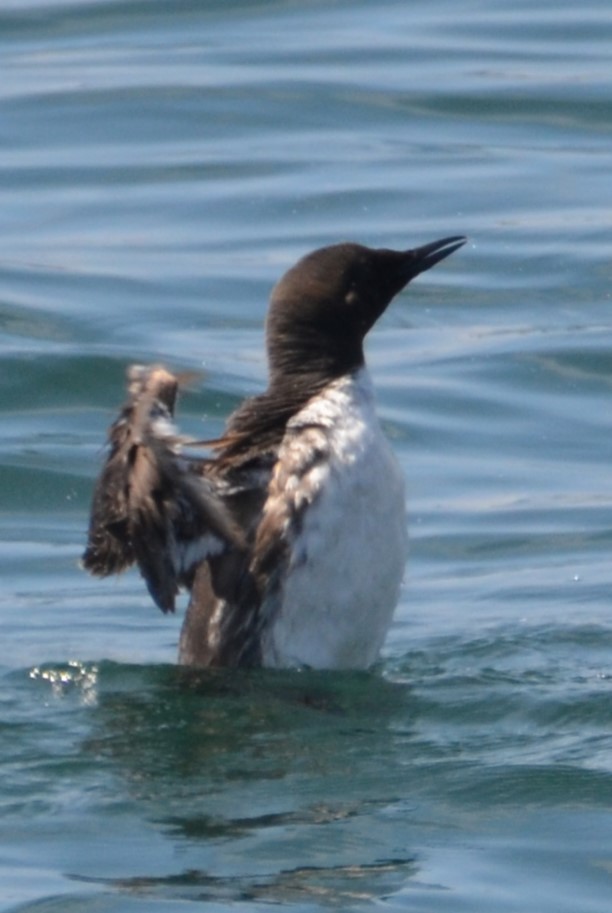 Common Murre - ML623046273