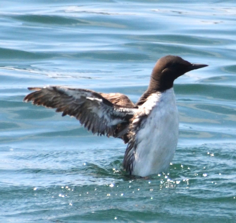 Common Murre - ML623046279