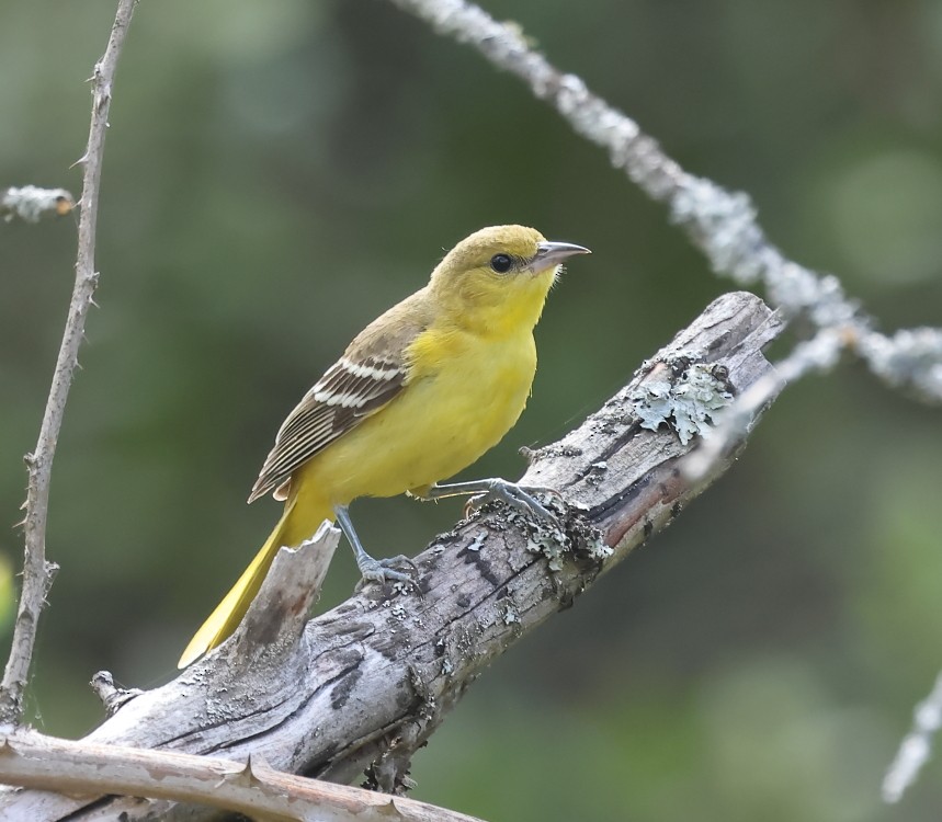 Orchard Oriole - ML623046285